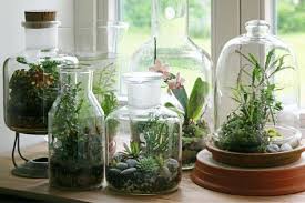 Flaschengarten Kleines Okosystem Im Glas Flaschengarten Pflanzen Terrarium Pflanzen