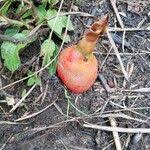 Image result for Aframomum alboviolaceum