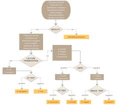 Create A Flowchart With The Following Organism Citrobacter