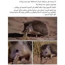 غرائب On Instagram بدك يجيلك ٦٠٠ متابع اعمل الخطوات دي اولا تابع الصفحه هاي M Tehmk Ajeaib M Aqlk Graiib M Alomh Funny Words Instagram Animals