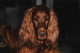 Hunter In 2020 Irish Setter Long Hair Styles Style