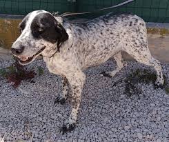 Luna — Pointer Mischling — Dein Haustier