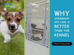 With these tips, you can enjoy your time away. Dog Overnight Cheaper Than Retail Price Buy Clothing Accessories And Lifestyle Products For Women Men