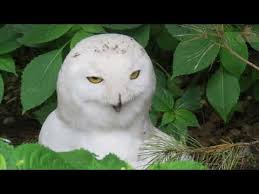 Animal planet puchacz śnieżny 387201. Sowa Sniezna Youtube