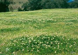 Image result for Trifolium semipilosum