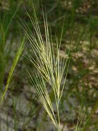 Image result for Aristida meridionalis