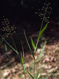 Image result for Dichapetalum mossambicense
