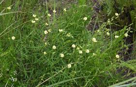 Image result for Zornia setosa