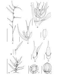 Image result for Costularia natalensis