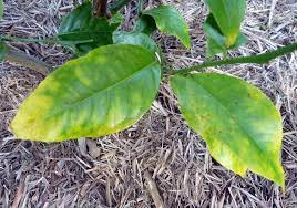 Yellow leaves on fruit trees. Yellowing Leaves On Citrus Self Sufficient Culture