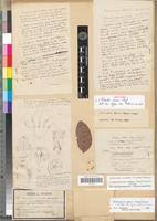 Image result for Landolphia robustior