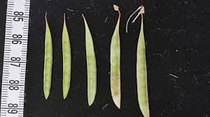Image result for Astragalus atropilosulus