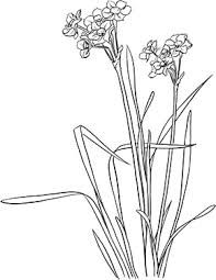 Ausmalbild Gelbe Narzissen Gelbe Narzisse Malvorlagen Blumen Ausmalen