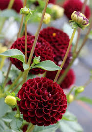 Image result for Dahlia x pinnata `Pompon Lilliput`