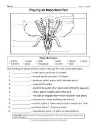 Playing An Important Part Lesson Plans The Mailbox Parts Of A Flower Biology Worksheet Science Life Cycles