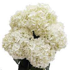 We did not find results for: 40 Premium White Hydrangea Flowers Beautiful Fresh Cut Flowers Express Delivery Walmart Com Walmart Com