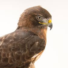 Buteo hawks, the most common native hawks, share many physical similarities with eagles. Red Tailed Hawk National Geographic