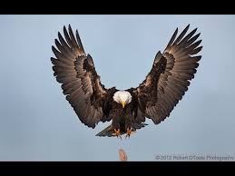 Image result for no Revelation 12 Great Eagle rescue Florida