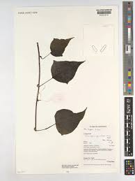 Image result for Mikaniopsis