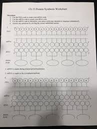 Ribosomes dna rna mrna trna functions protein synthesis in cytoplasm double helix structure this may include polyadenylation, capping, and splicing. Solved Ch 15 Protein Synthesis Worksheet Directions 1 U Chegg Com