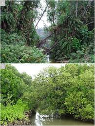 Image result for Faurea rubriflora