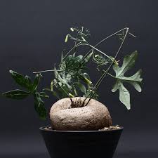 Image result for Adenia stenodactyla