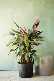 Image result for calathea