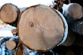 Black locust excels in hardness and durability, so pioneers cut it for fence posts. Firewood Abc S Catskill Center
