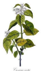 Image result for Periglossum mackenii