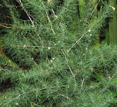 Image result for Asparagus suaveolens