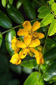 Image result for Rhynchosia chapmanii