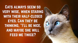 Following is a list of the topmost famous cute friendship quotes, you can share them with your friends to let them know how strong is y. Funny Cat Quotes Text Image Quotes Quotereel