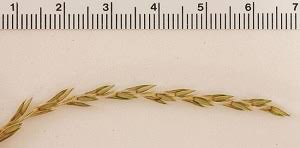 Image result for Elionurus tripsacoides