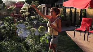 Magnesium allows plants to take in valuable nutrients like nitrogen and helps to create chlorophyll which is a necessary component of photosynthesis. How To Use Epsom Salt In The Garden Quick Simple Inexpensive Youtube