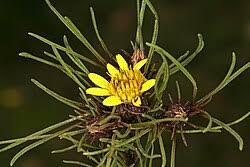 Image result for Geigeria africana