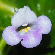 Image result for Craterostigma nummulariifolium