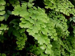 Image result for Adiantum vogelii