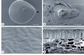 Image result for Lysimachia tenuicaulis