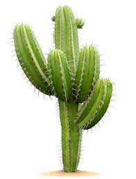 Aloe vera juice is one of the best subsequently, question is, what is the difference between succulents and cactus? The Difference Between Aloe Vera And Cactus Hinative