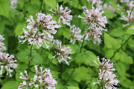 Image result for Valeriana