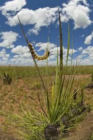 Image result for Xerophyta retinervis