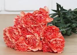 We did not find results for: Osez Le Cadeau De Noel Original En Offrant Un Bouquet De Fleurs A Composer Soi Meme