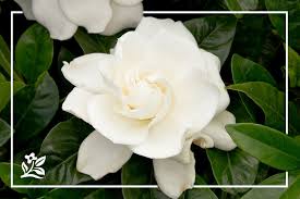 Check spelling or type a new query. 10 Plants To Buy Mom Finegardening