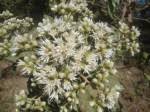 Image result for Vernonia zambiana