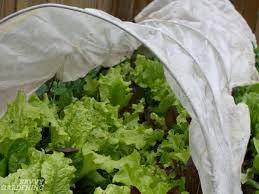 Shake beetles from plants in early morning apply floating row covers set out baited traps upwind of your vegetable garden on two sides and at least 30 feet away Preventing Pests In Your Garden 5 Strategies For Success