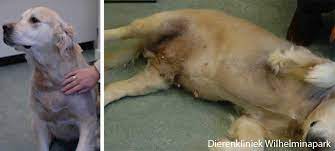 Huidproblemen Bij De Hond Kan Zich Op Vele Manieren Uiten