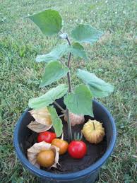 Der Anbau Von Andenbeeren Biogarten Fullhorn Physalis Pflanzen Biogarten Gemuse Anbauen