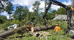 We did not find results for: 39 Tree Relocation Sydney Most Popular Hoba
