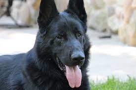 £1,800 for sale black german shepherd female for sale. German Shepherd Breeders