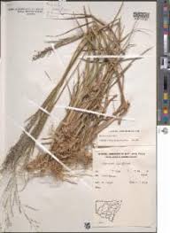 Image result for Panicum schinzii